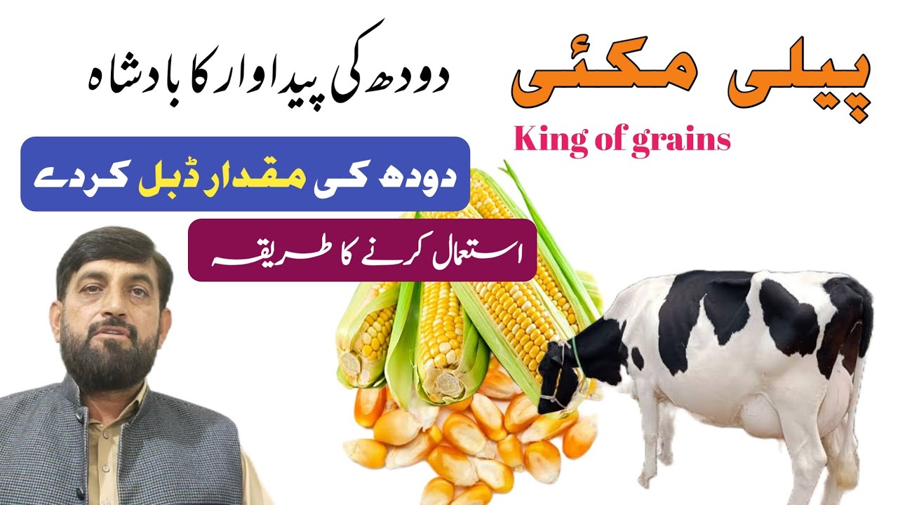 Maize مکئی 🌽 Se دودھ Badhanay Ka Tarika In Cow Buffalo | Worlds Best Grains For Milk Increase