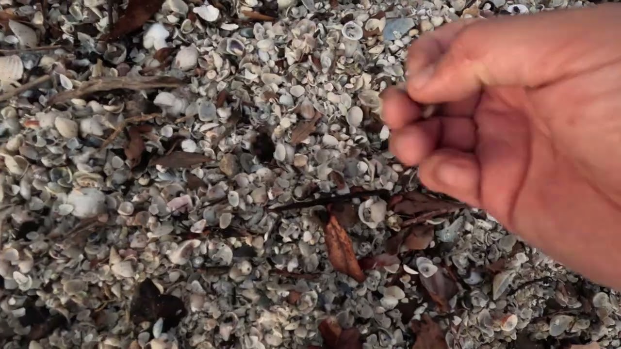 March 10, 2026 Banana River FL mini-shelling 01