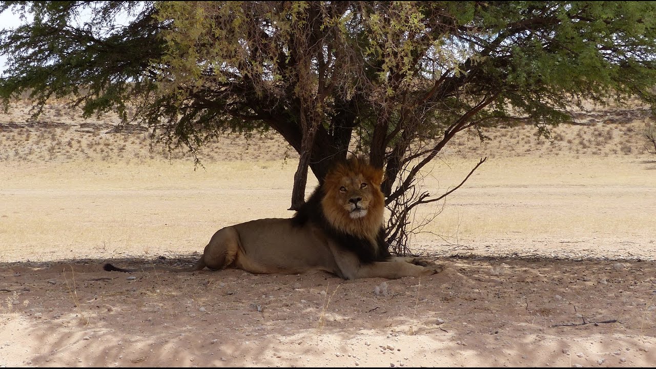 Kgalagadi Transfrontier National Park. HD