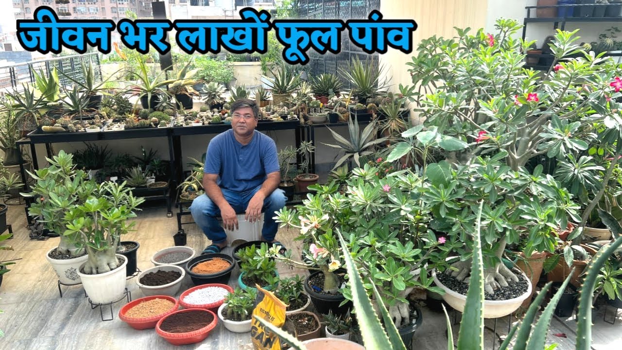 एक बार लगाओ, जीवन भर लाखों फूल पांव जानें अड़ेनियम उगाने का सही तरीका | Right Way To Grow Adenium