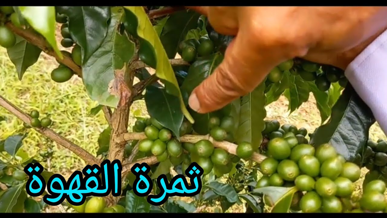 أشجار القهوة في البرازيل شجرة الأرابيكا أفضل أنواع البن في العالم