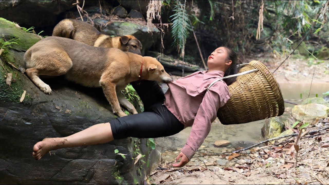 Smart dog saves owner from accident while catching snails in the mountains for a living- ha thi muon
