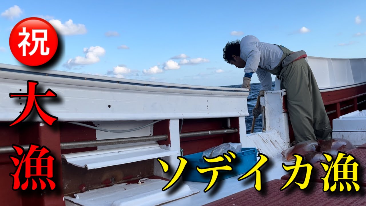 ㊗️大漁！豊漁！11月ソデイカ漁の動画です