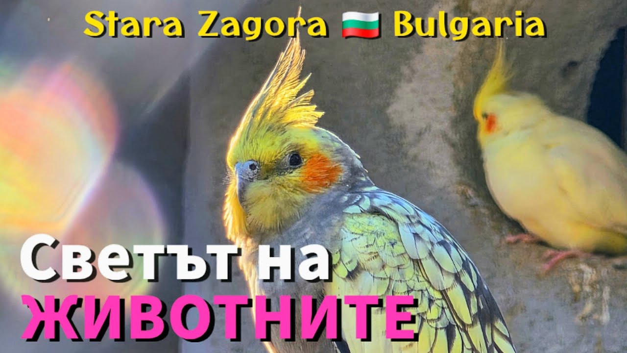 Светът на ЖИВОТНИТЕ в зоопарка | World of ANIMALS, Stara Zagora ZOO 🇧🇬