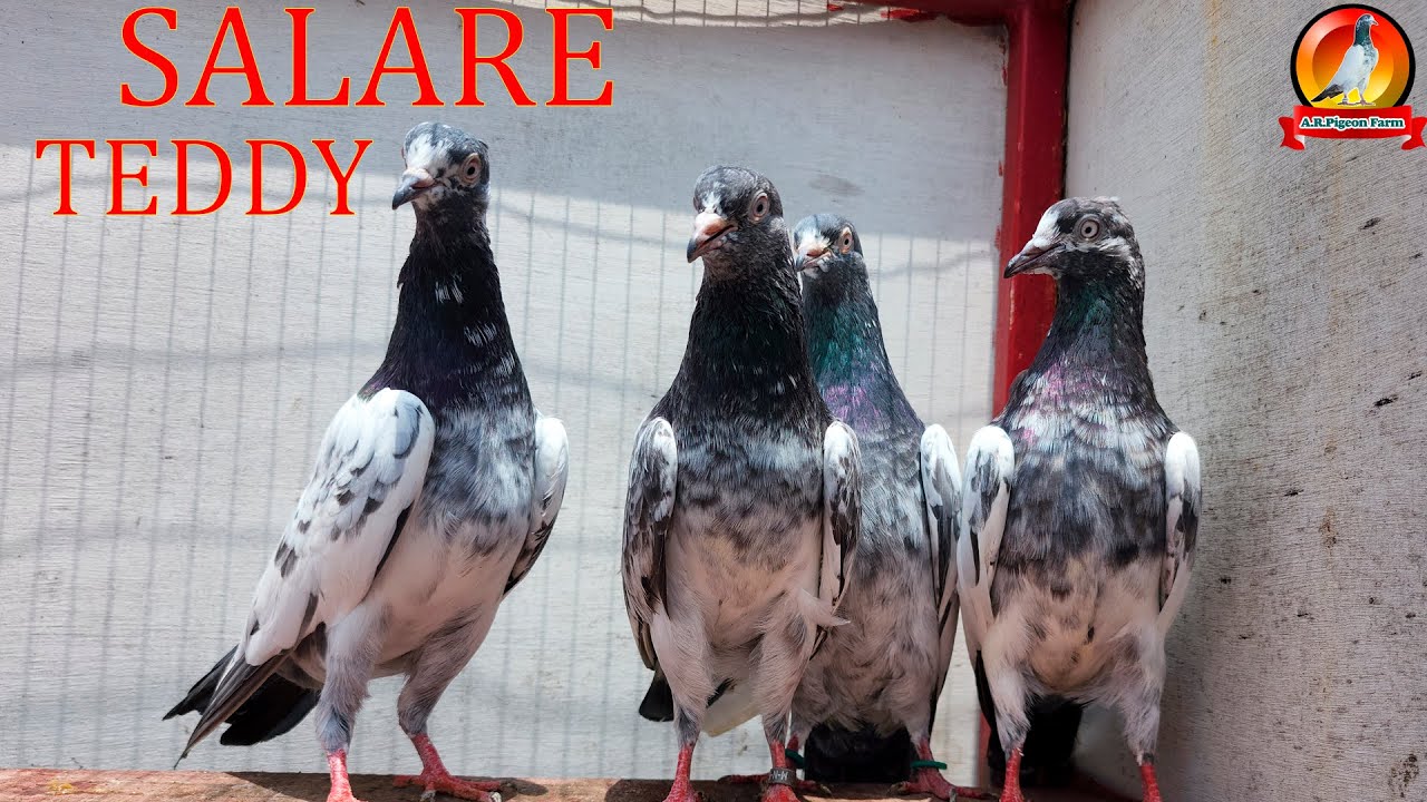 SALARE TEDDY KABOOTAR |AR PigeonFarm|