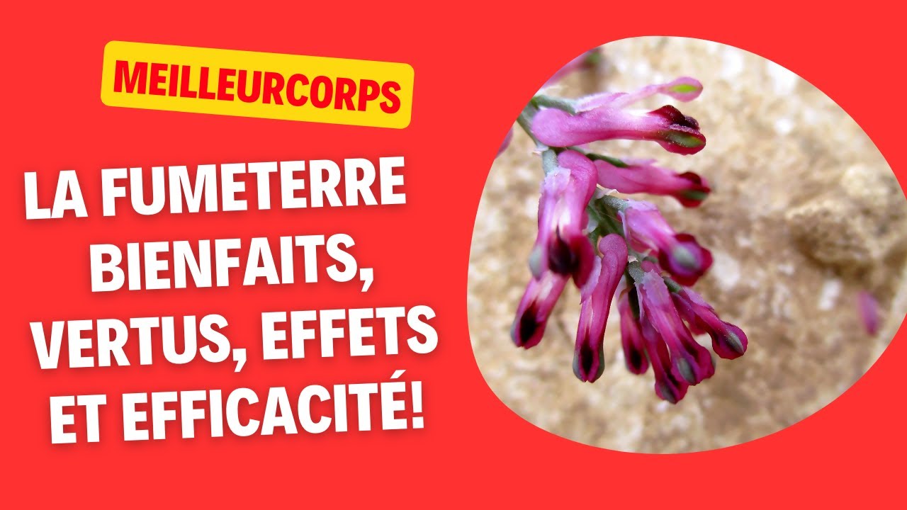 LA FUMETERRE : BIENFAITS, VERTUS, EFFETS ET EFFICACIT&Eacute;!