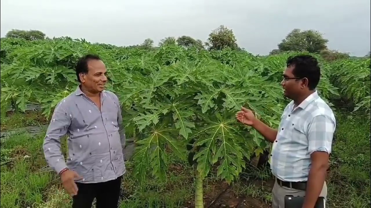 पपीता की खेती किस्म ताइवान 786 का शानदार उत्पादन कैसे करें।।