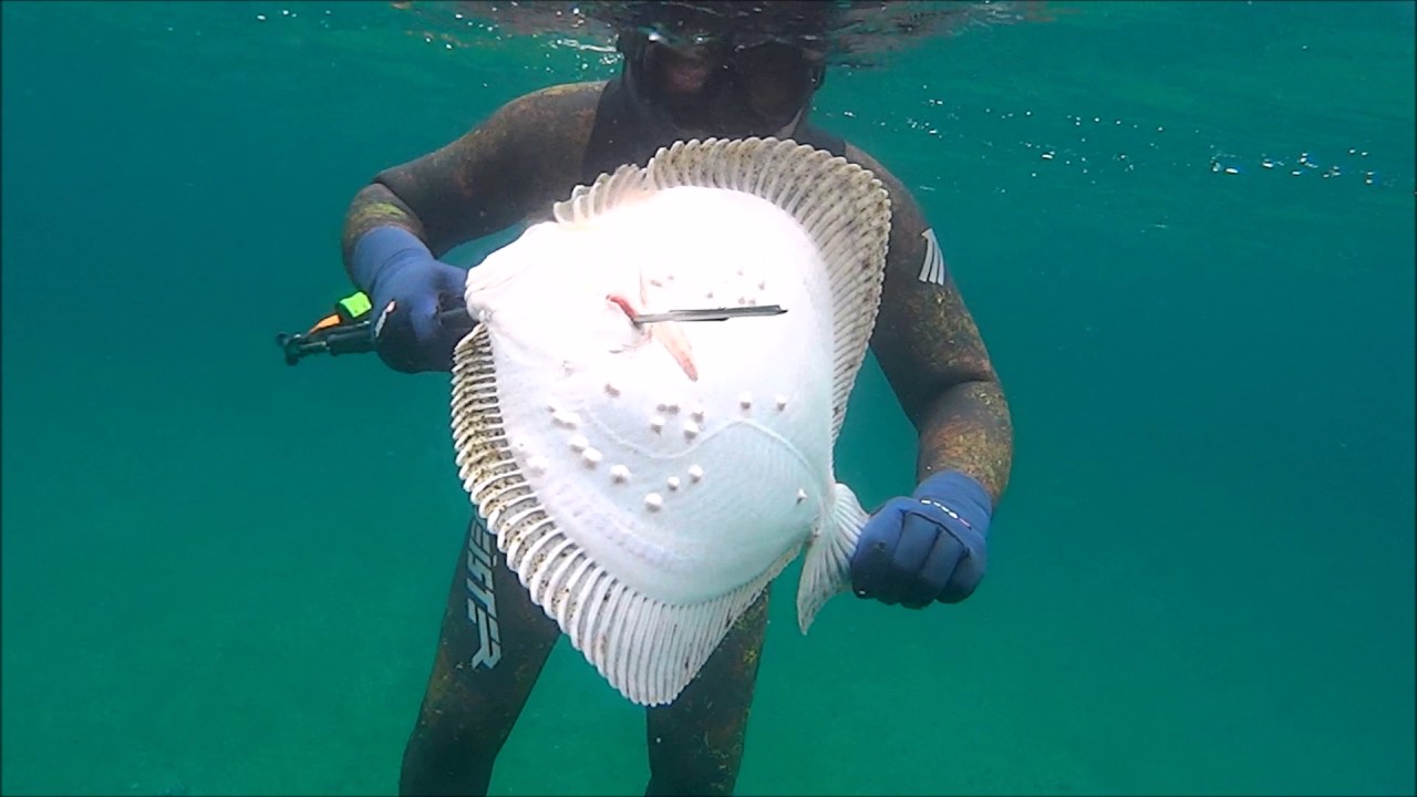 KALKAN AVI 2016 Turbot  spearfishing  SONY ACTİON CAMERA TÜRKİYE