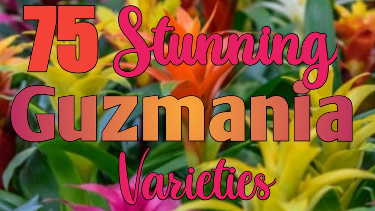 75   Stunning Guzmania Bromeliad Varieties