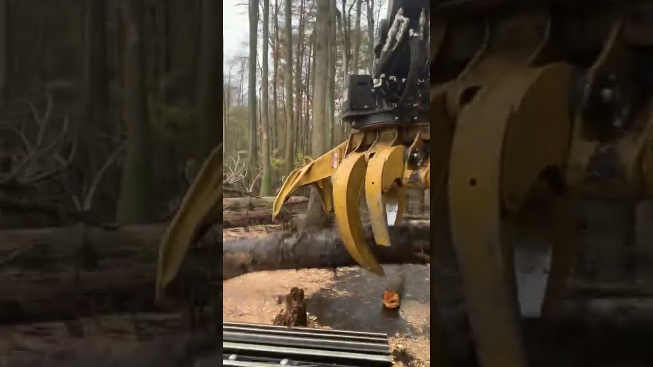 Tigercat 855E cutting in a cypress swamp