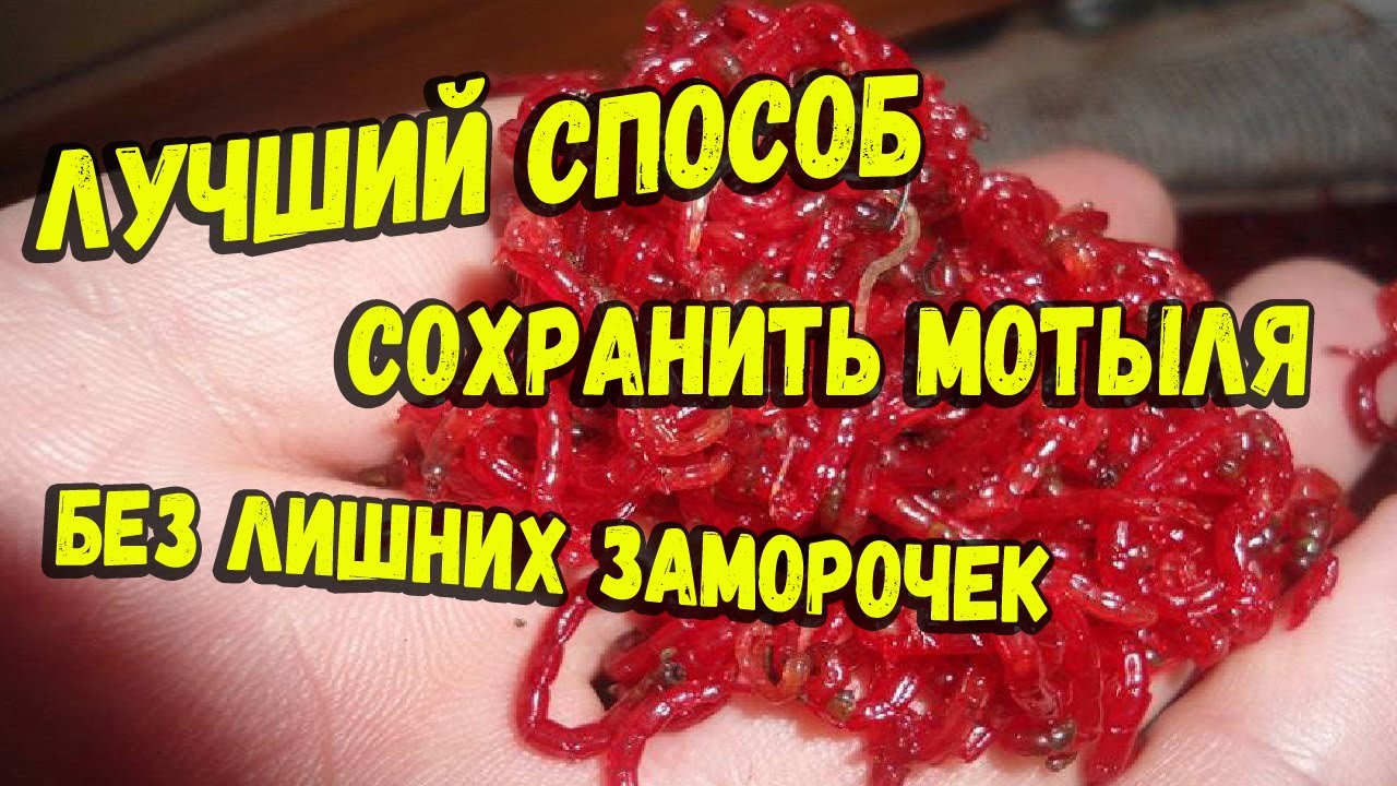 Лучший способ хранения мотыля для рыбалки в любое время года