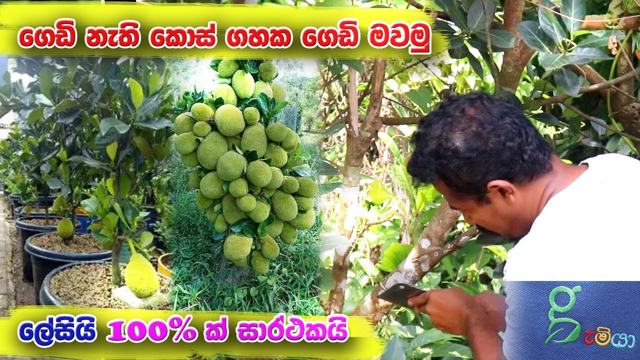 ගහ පොඩි කාලෙම බත් ගසේ ගෙඩි ගමු how to grow jack plant