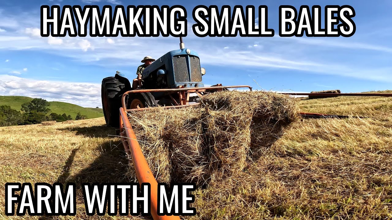 Making Hay for 100s of Cows