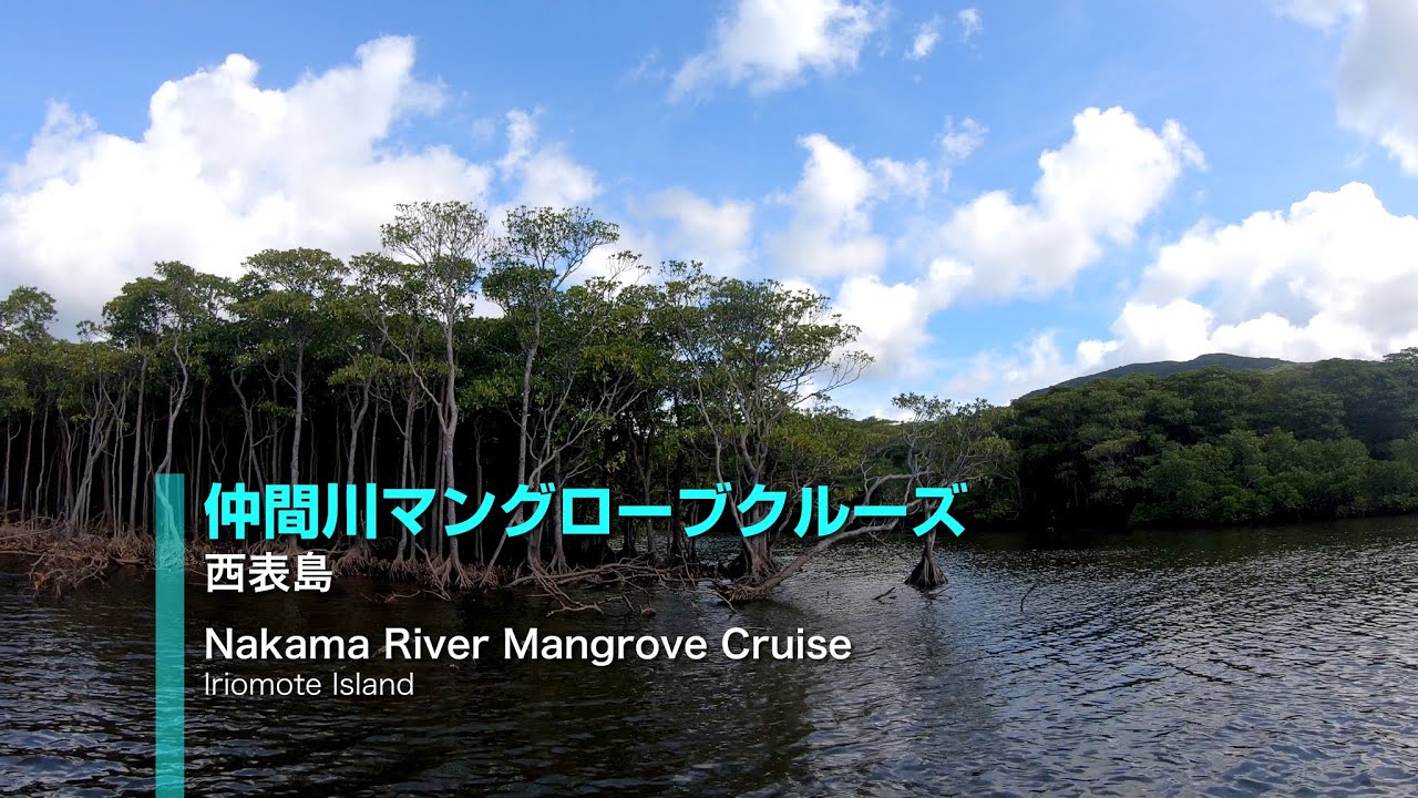 西表島仲間川マングローブクルーズ Nakama River Mangrove Cruise