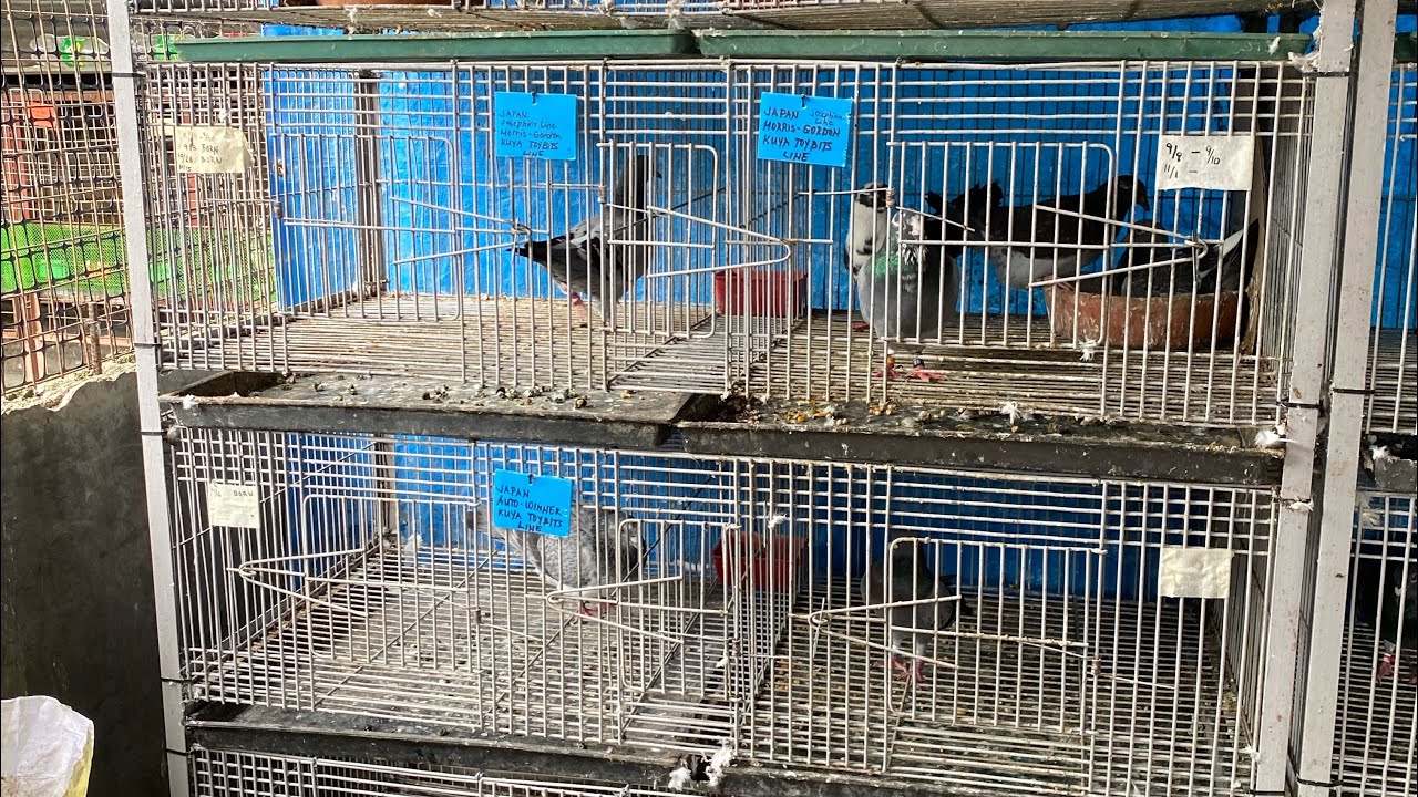PREPARATION FOR BREEDING  FOR NEXT YEAR 2026 RING...