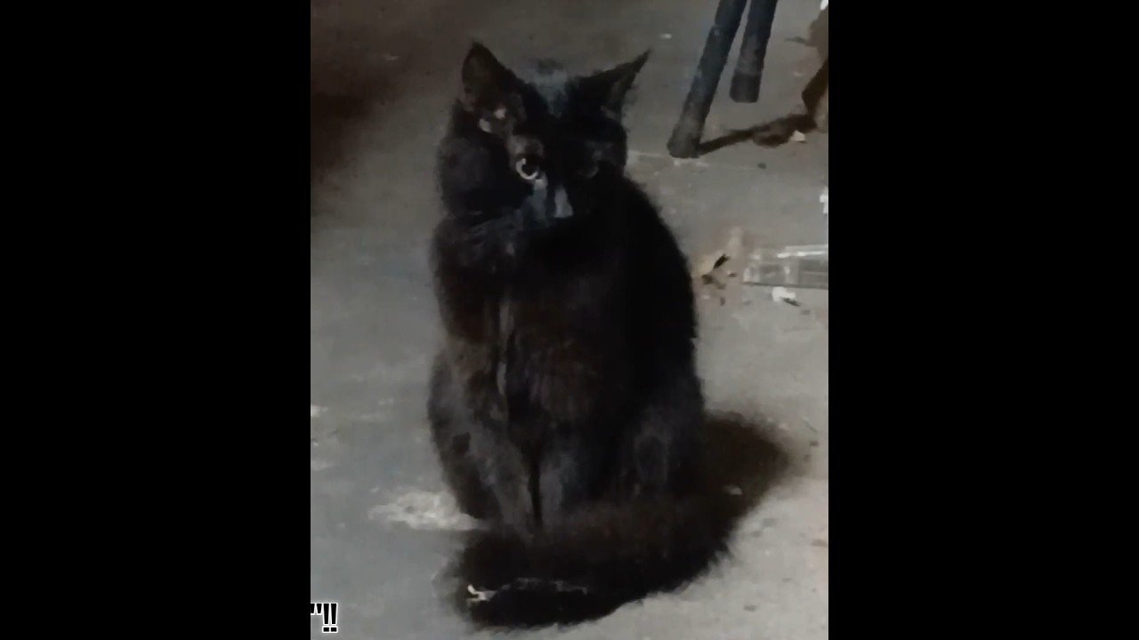 A15-P #8A-  New Additions: Cat & Kittens : 