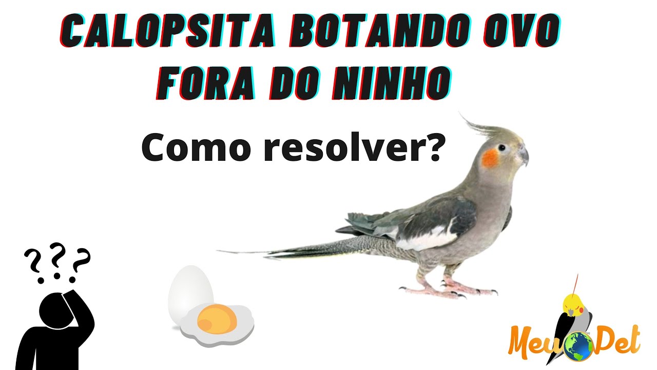 Calopsita botando ovo fora do ninho ?