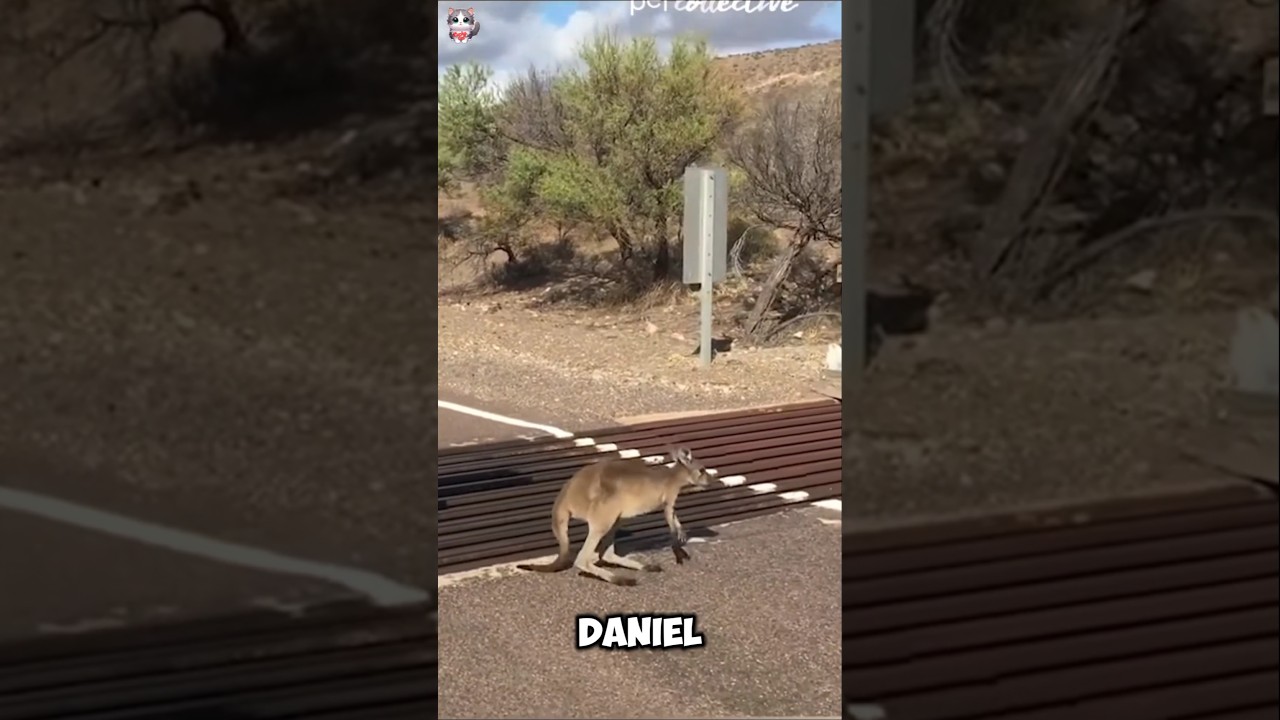 Helping a Trapped Kangaroo.#rescue #animals #animalrescue #kangaroo #kangaroos #rescueanimals