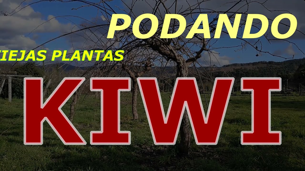 PODANDO KIWI