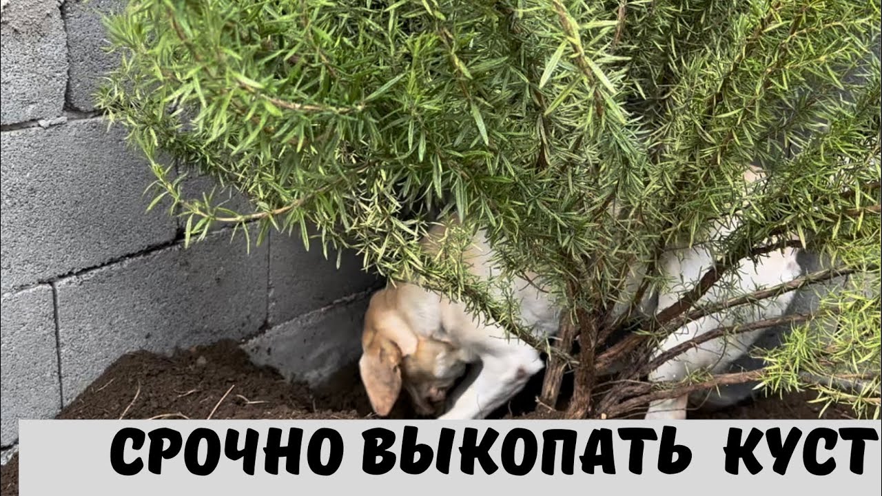 Лабрадор Копает Грядки, Бетти не Остановить