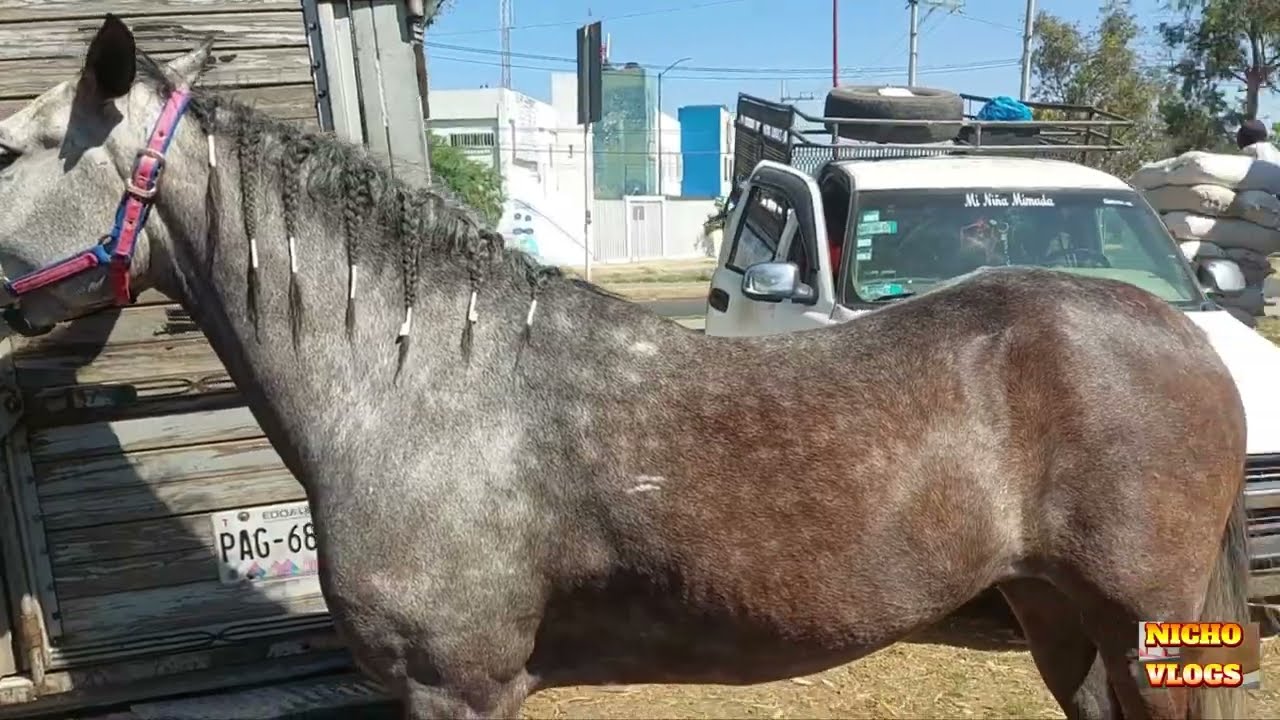 LOS INCREIBLES CABALLOS QUE HEMOS VISTO EN LAS PLAZAS GANADERAS Y EXPOS DE NUESTRO MEXICO.