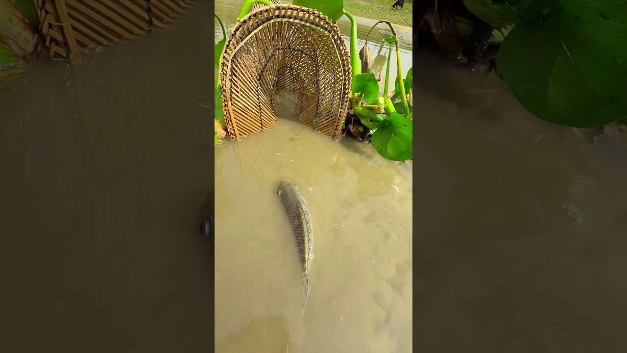 Amazing fishing by bamboo trap #fishing #fishtrap #shorts