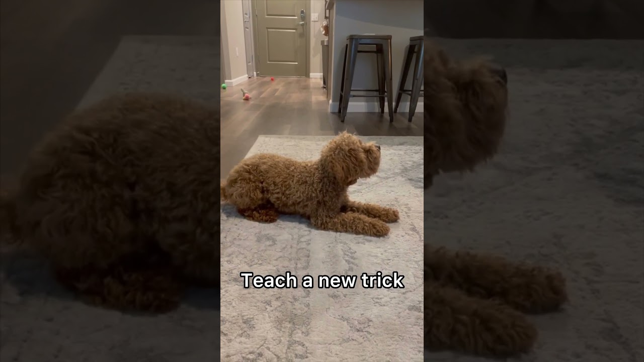5 Fun Indoor Dog Activities with Rover: Mental Enrichment Ideas for Rainy Days