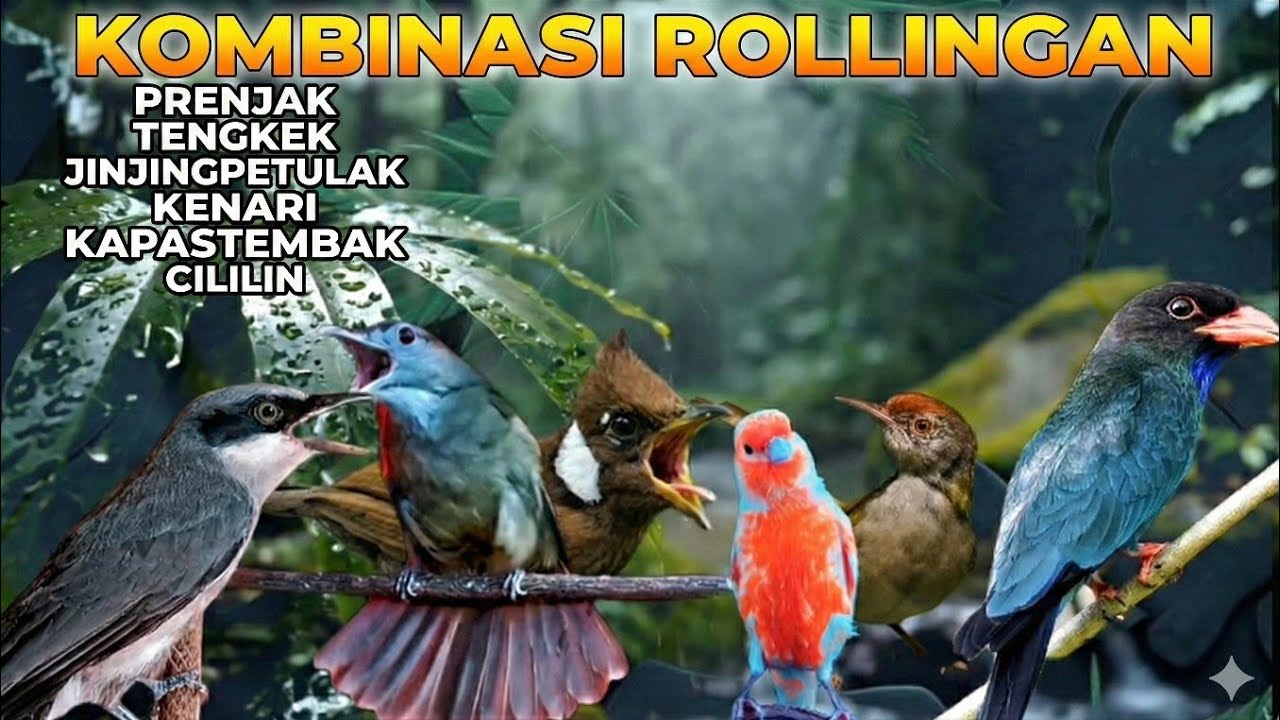 Masteran ROLLINGAN ANTI NGUKLUK | maste-ran viral 2026