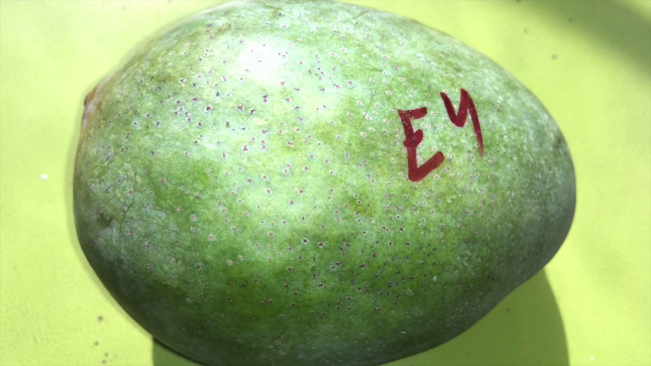 Sugar Loaf Mango - E4 Mango - Tasting Florida Mangos