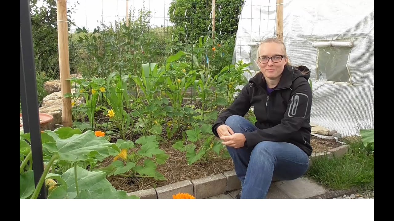 🥒 Zucchini anbauen - meine 🧪🍼  Lösung gegen Mehltau