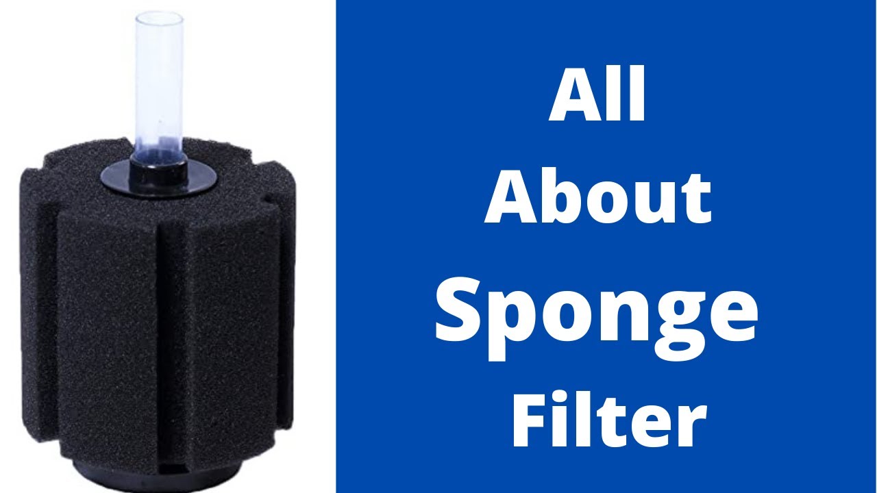 Sponge Filter Aquarium | Sponge Filter | Sponge Filter Setup in Hindi | Sponge filter working |