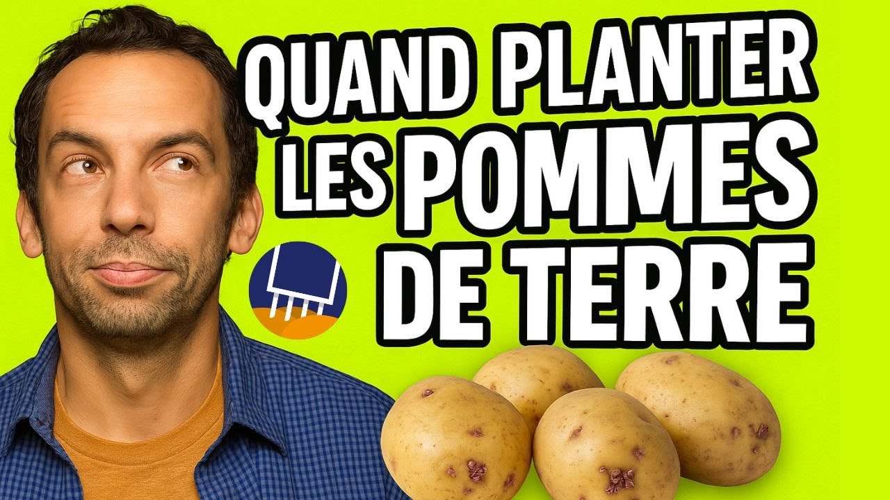 Quand planter les pommes de terre ? Les astuces en fonction de votre région.
