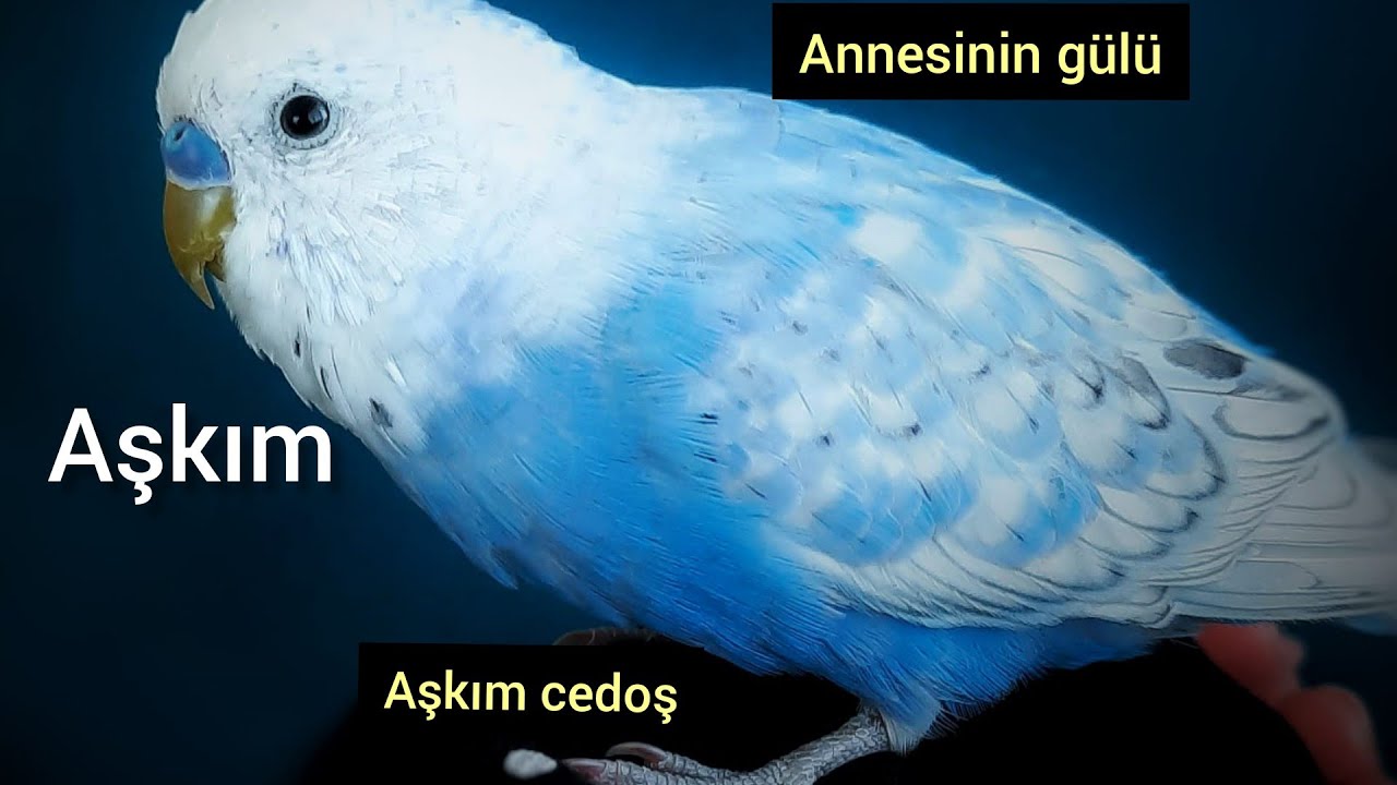 Konuşmaya doymayan insan gibi konuşan muhabbet kuşu Bulut😍