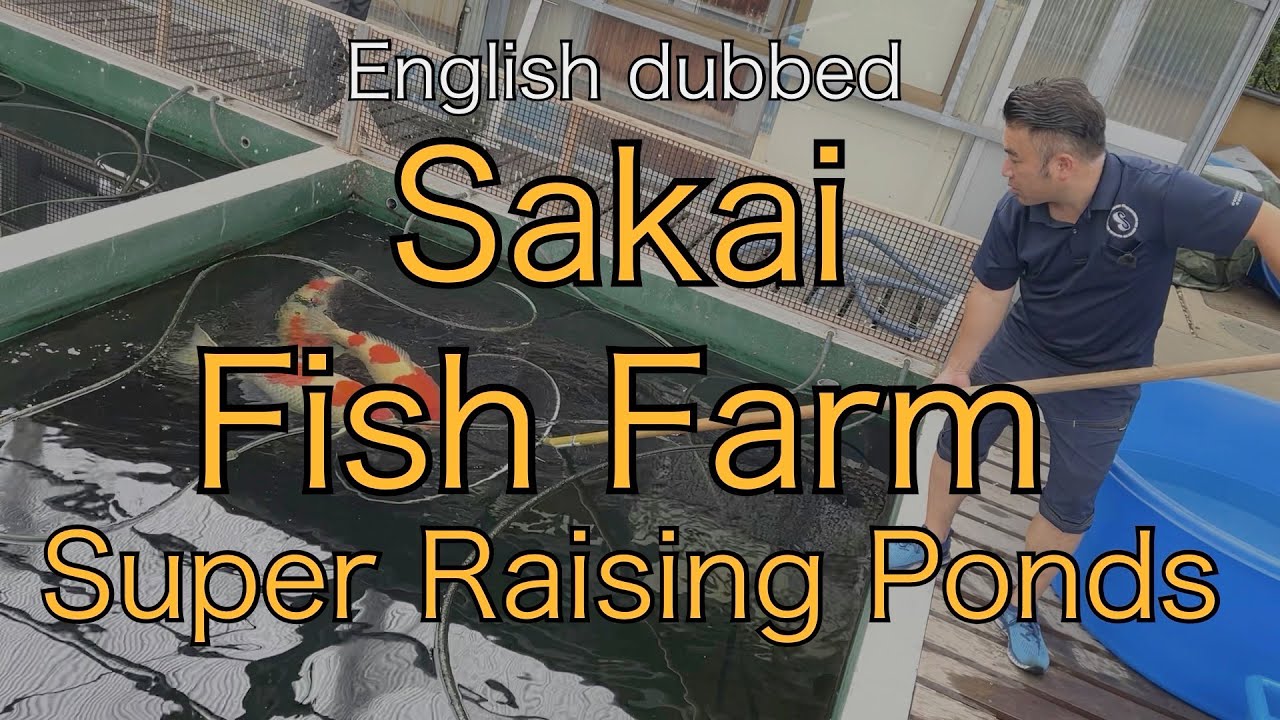 [Sakai Fish Farm Super Raising Pond]  Super Koi Talk 1-1-English dubbed