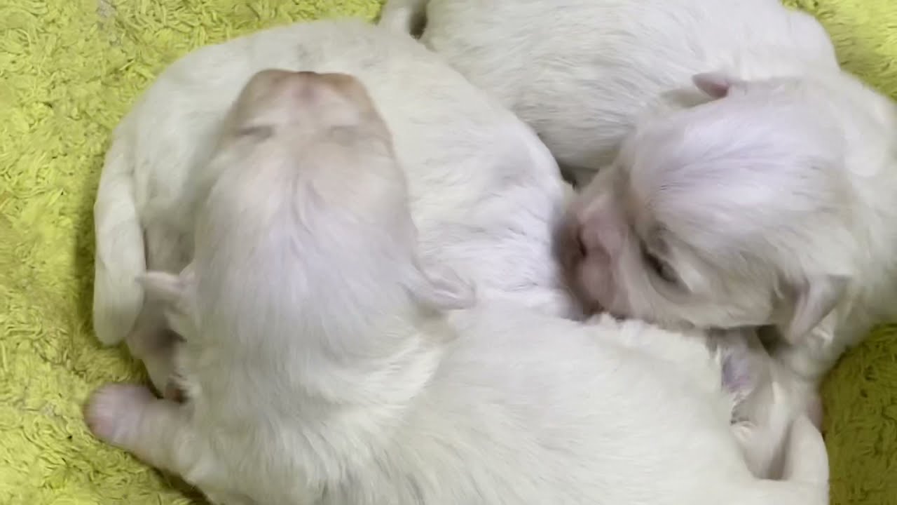 Cuidados del cachorro a los 15 dìas de vida