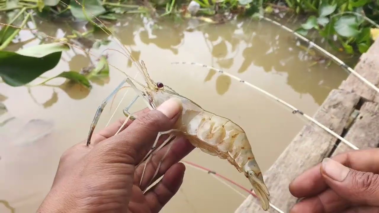Keseruan mancing udang galah di pulau borang