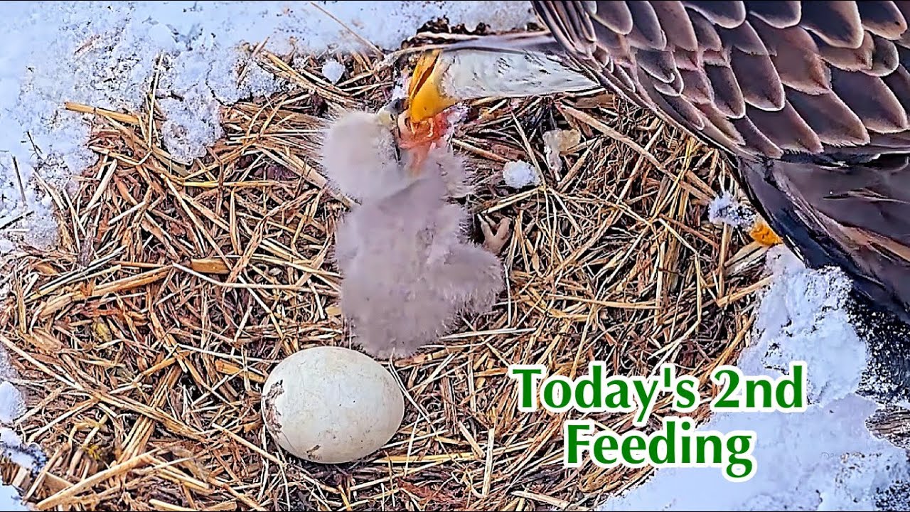 #33🦅🐥3°🥚／Duke Farms Eagle Nest 2026／Duke Mom💗Duke Dad／by Duke  Farms