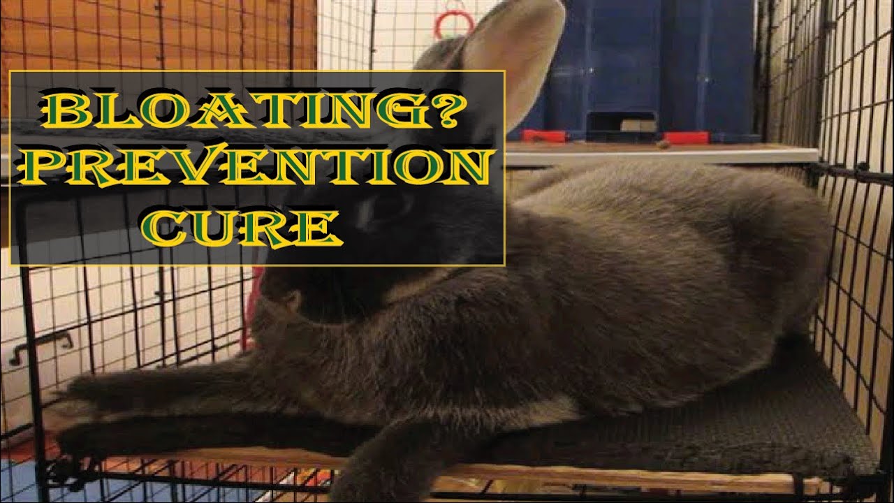 Bloating, Prevention and Cure - Animal Husbandry Uganda