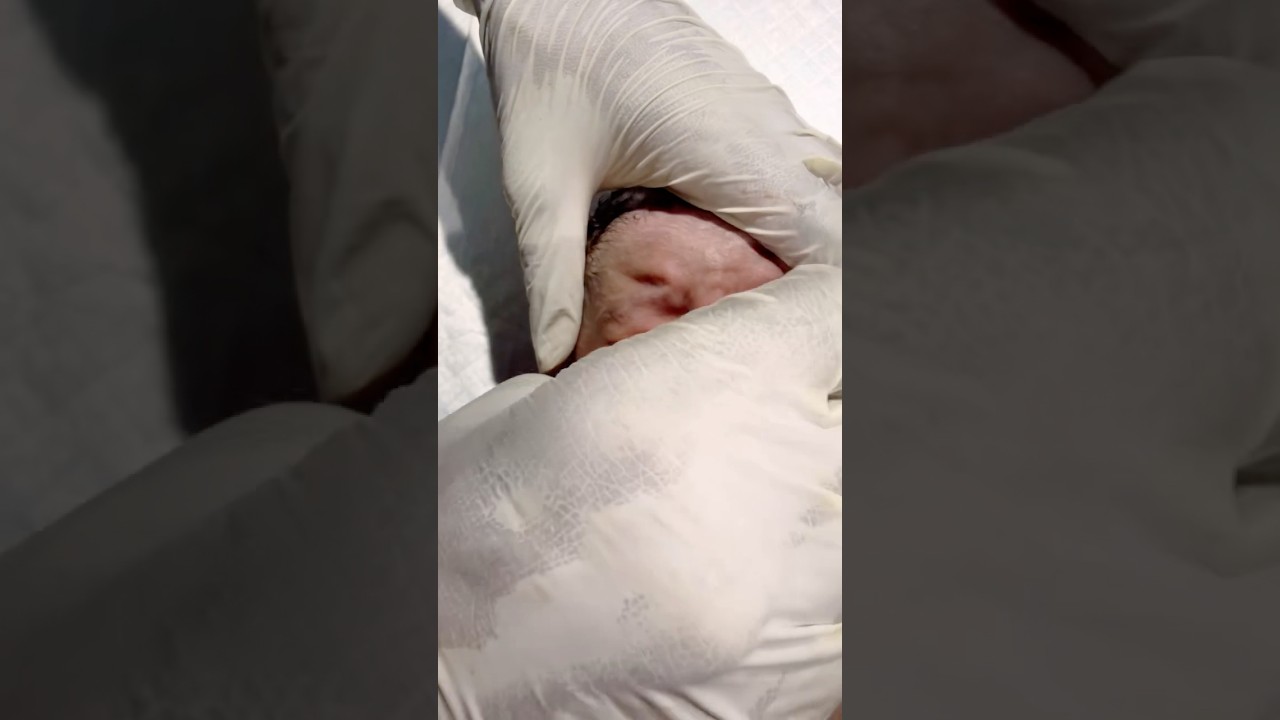 Just Born Baby 👶 #baby #adoreble #newborncare #cutebaby #cutebaby #cute #adorably #swaddle #shorts