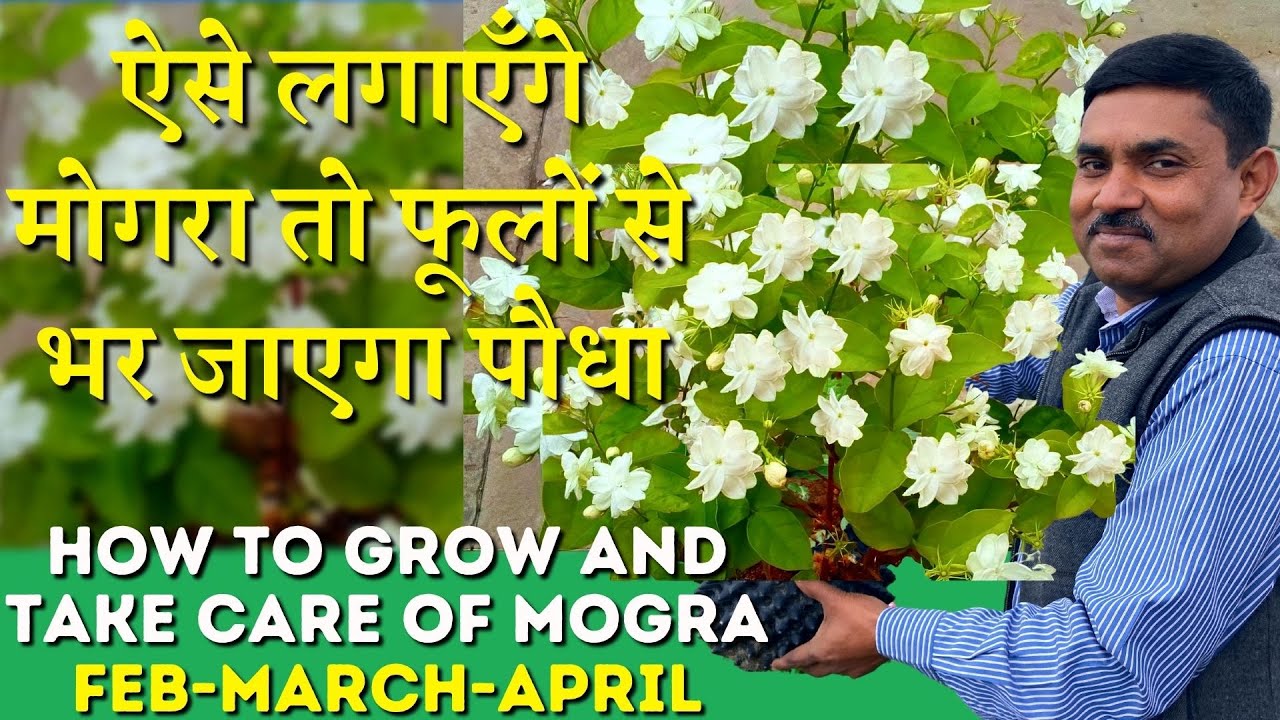 मोगरे पर कैसे लेँ ढेरों फूल जानिये रामविलास जी से || How to Grow and Take care of Mogra Flower ?