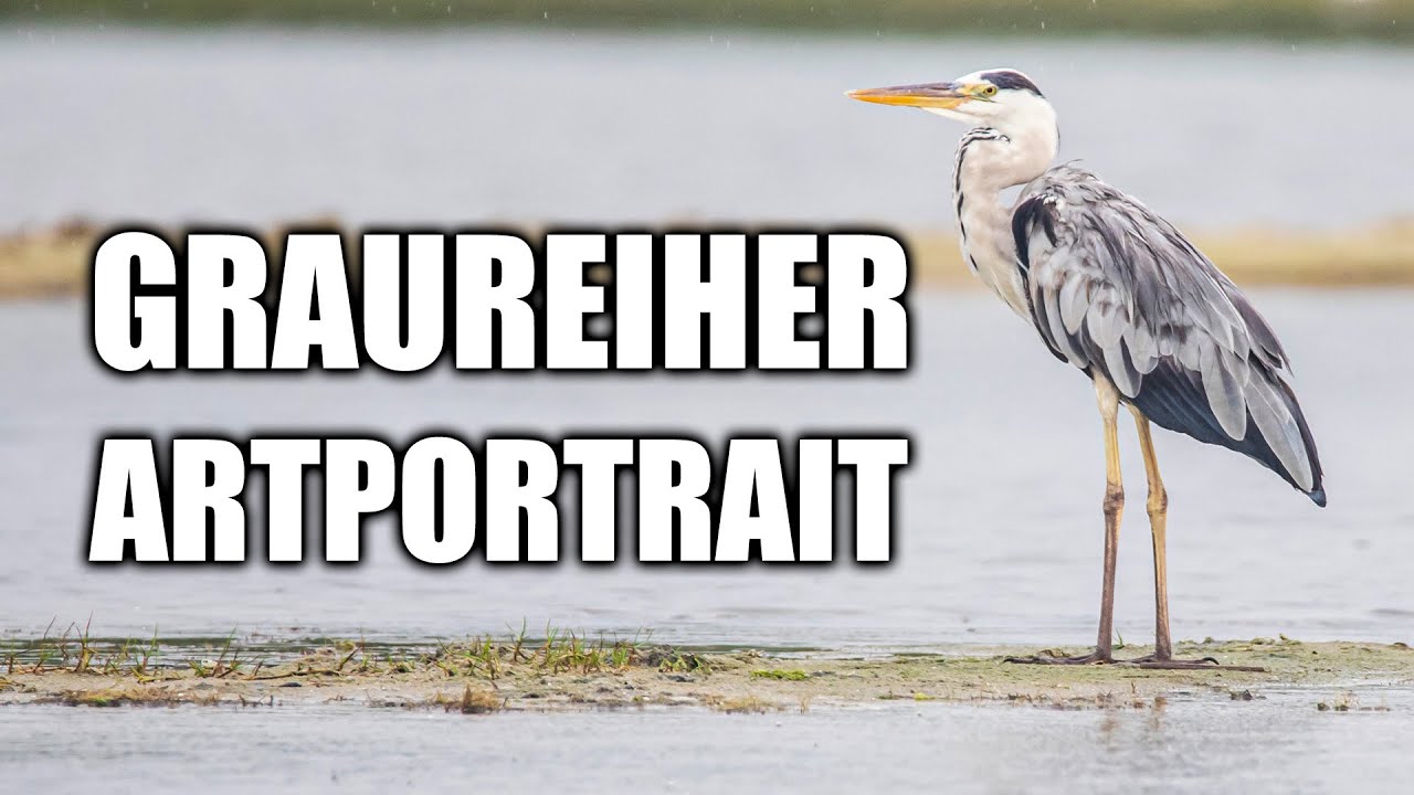Graureiher Artportrait (Aussehen, Stimme, Lebensweise und mehr)