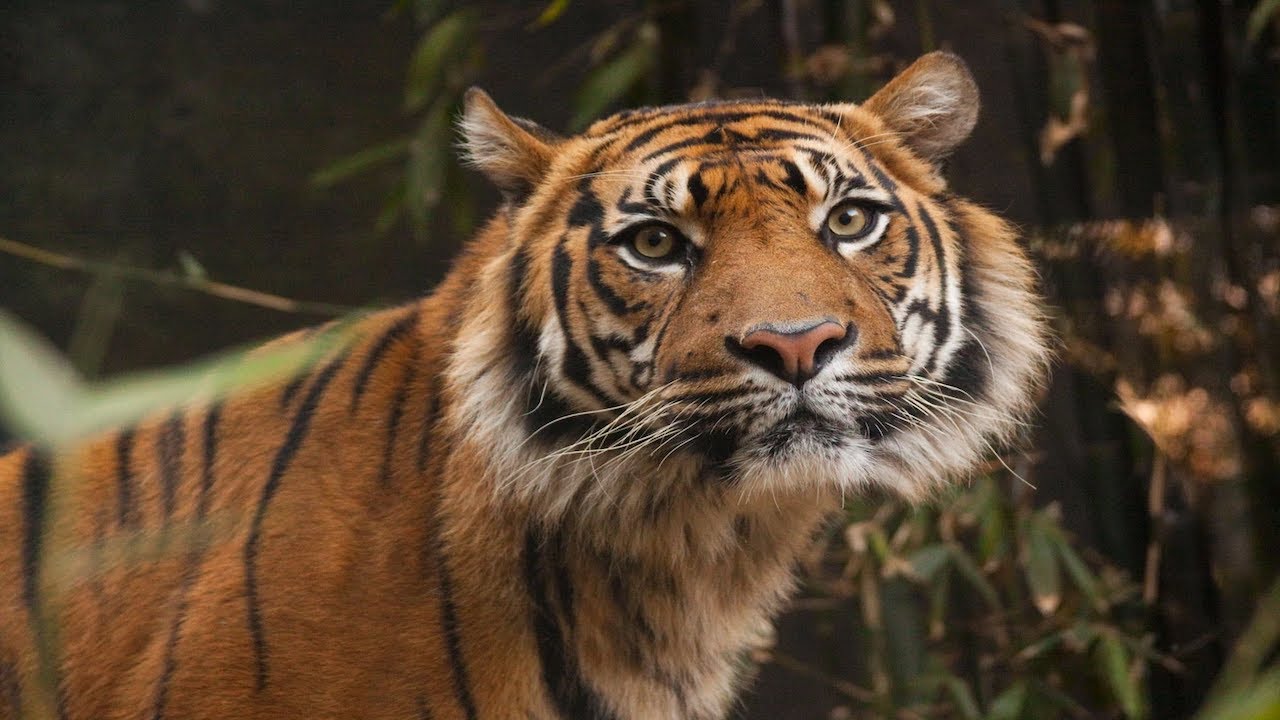The Story of Sumatra