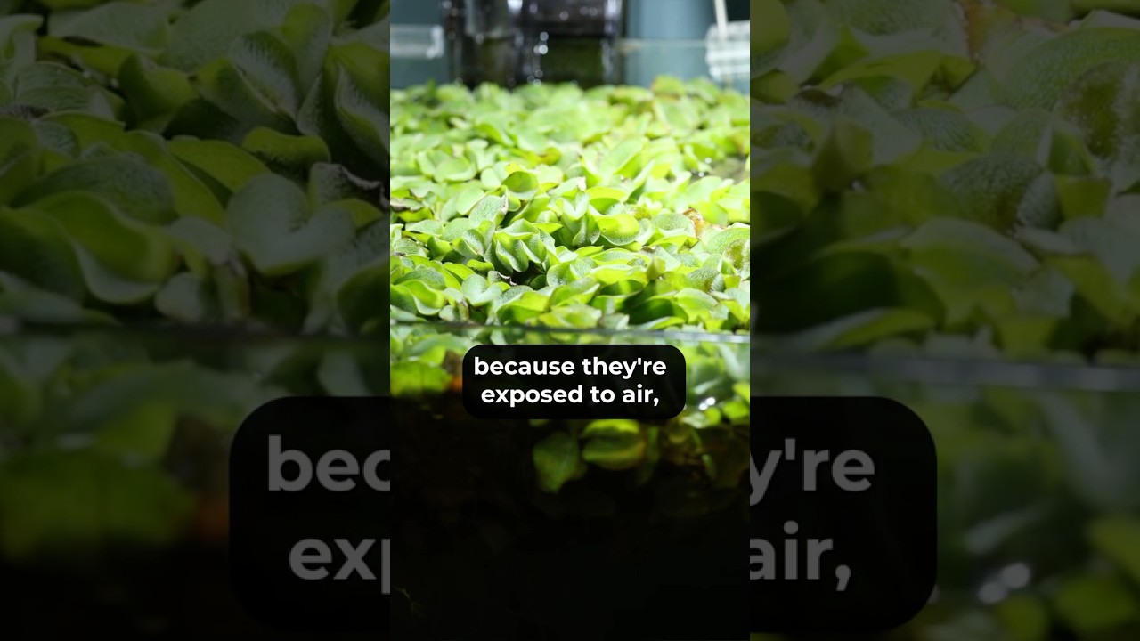 Floating Plants | Red Root Floaters