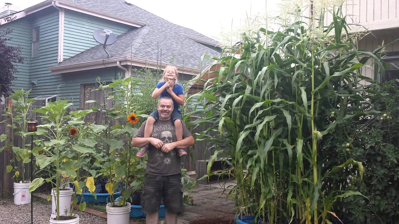 People Everywhere Raising Sweet Corn In The Kiddie Pool System! Wow!