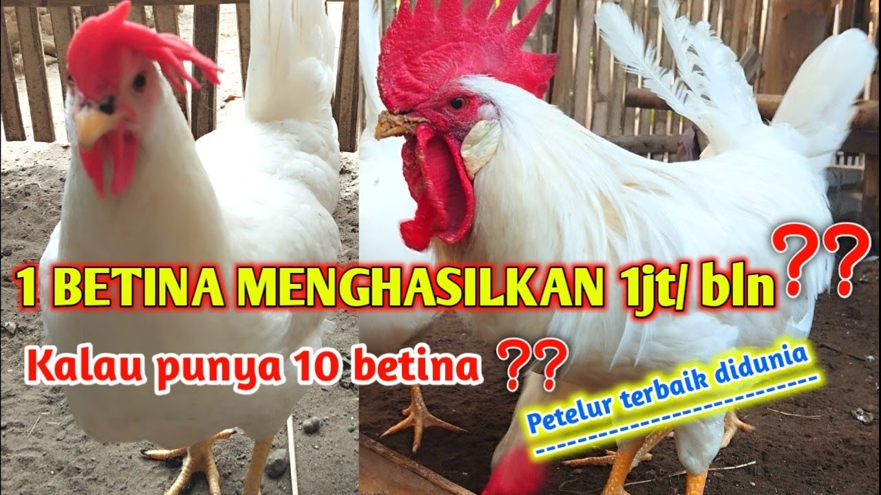 SANGAT PROSPEK‼️ Ternak Ayam White Leghorn lebih menguntungkan dibanding ayam kampung