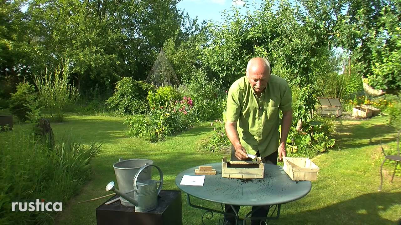 Semis de pavots d'Islande