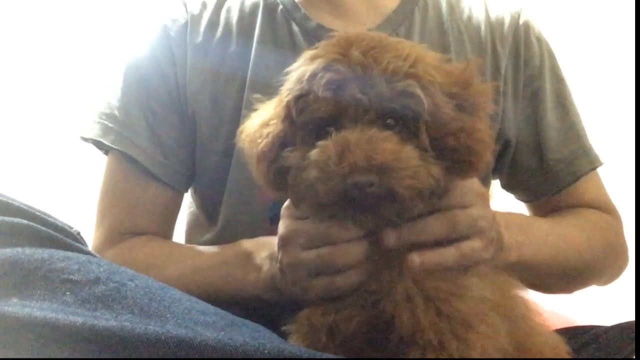 茶々丸 初めてケージから出る / Chachamaru gets out of the cage for the first time