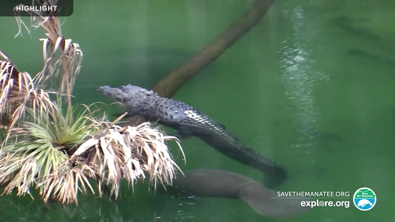 Above Water Manatee-Cam at Blue Spring State Park | 2025 Highlights
