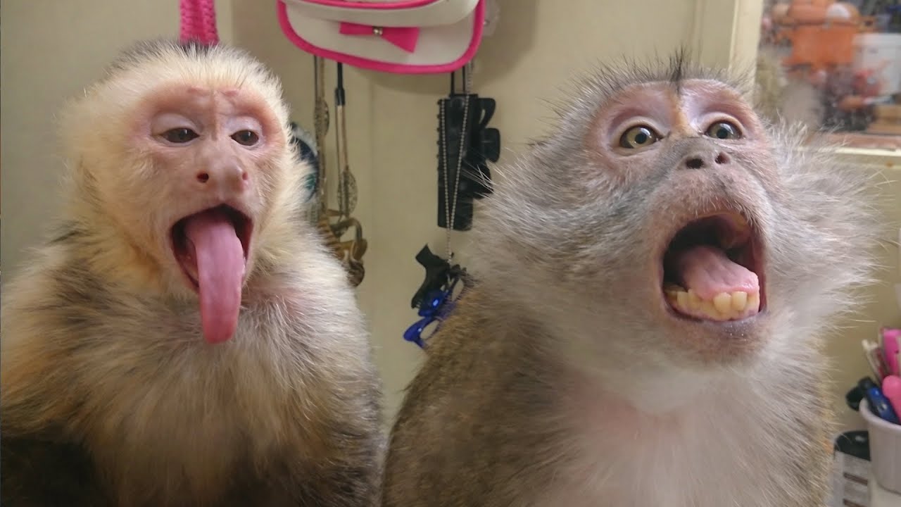 Funny Monkey Video Compilation