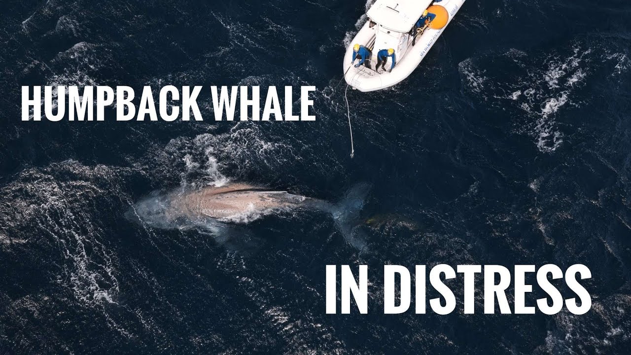 Whale Entanglement Rescue - SeaWorld Team with Aerial Support